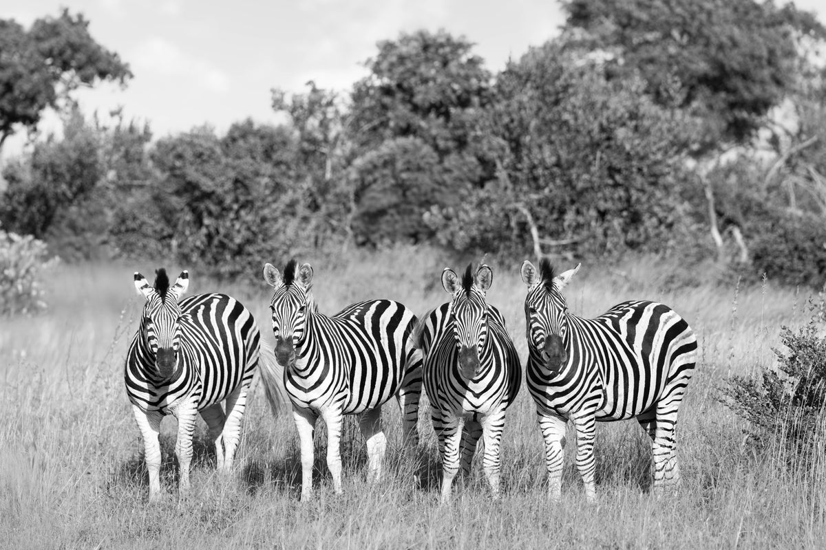 Four Zebra (Black and White), South Africa