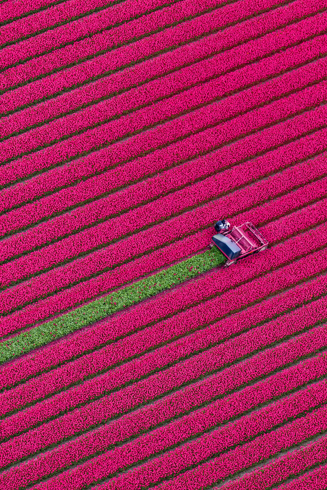 Fresh Harvest, Dutch Tulip Fields, Netherlands by Gray Malin