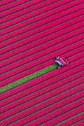 Fresh Harvest, Dutch Tulip Fields, Netherlands