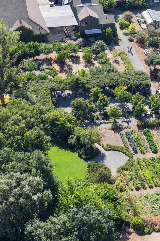 Frog’s Leap Winery, Napa Valley