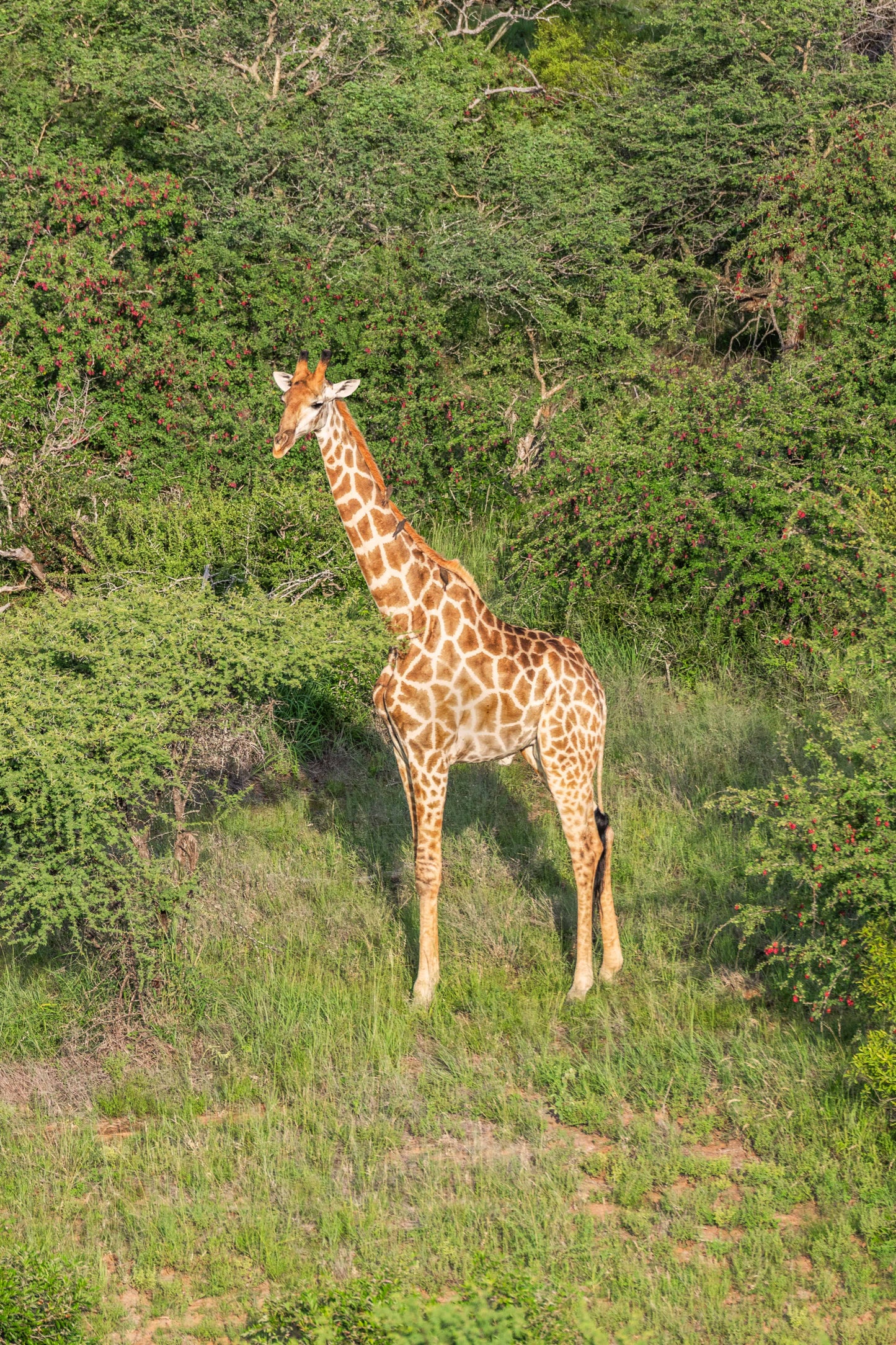 Giraffe from Above, South Africa