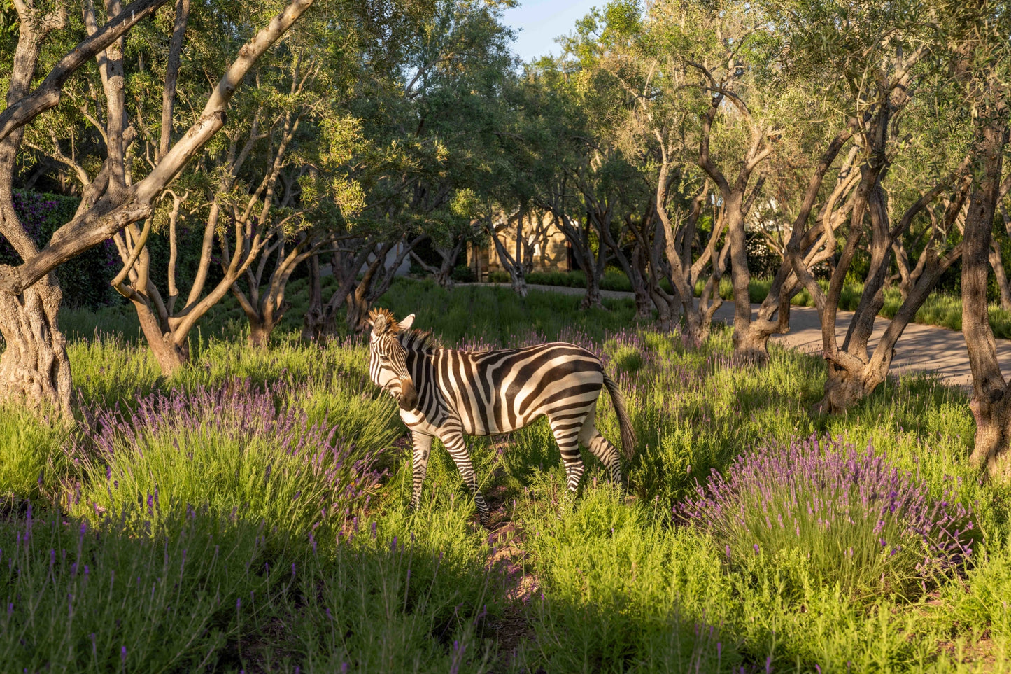 Golden Hour, San Ysidro Ranch