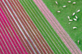 Grazing Horses, Dutch Tulip Fields, Netherlands