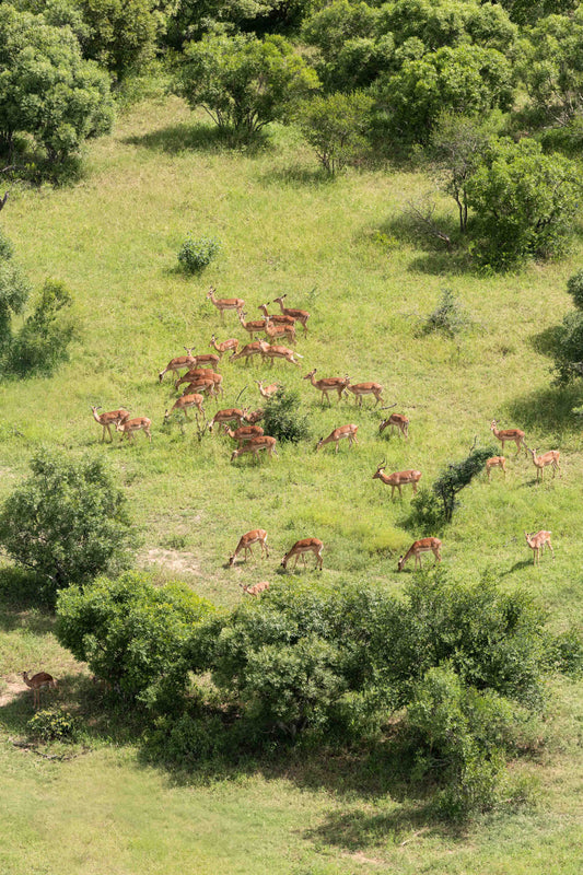Herd of Impala, South Africa