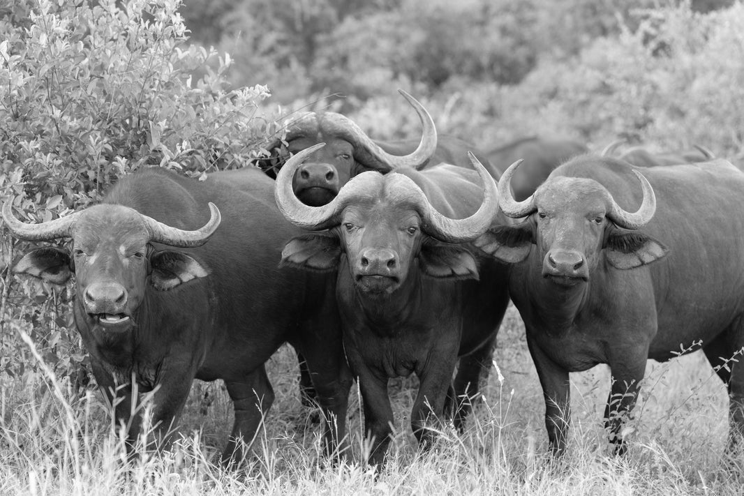 Herd of Water Buffalo (Black and White), South Africa
