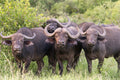 Herd of Water Buffalo, South Africa