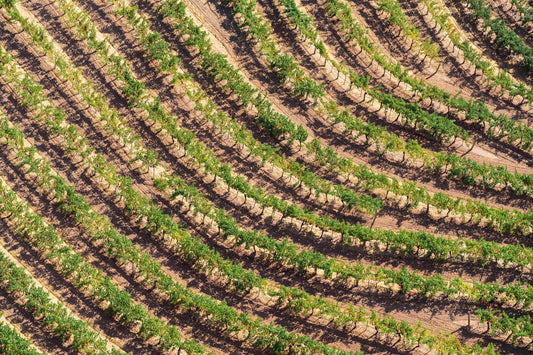 Hillside Vineyard, Napa Valley