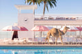 Hump Day, Coral Casino
