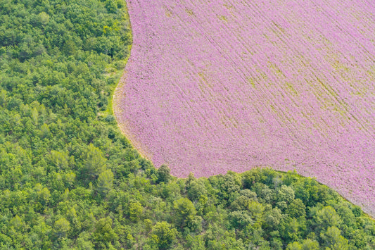 Lavender Swirl, Provence