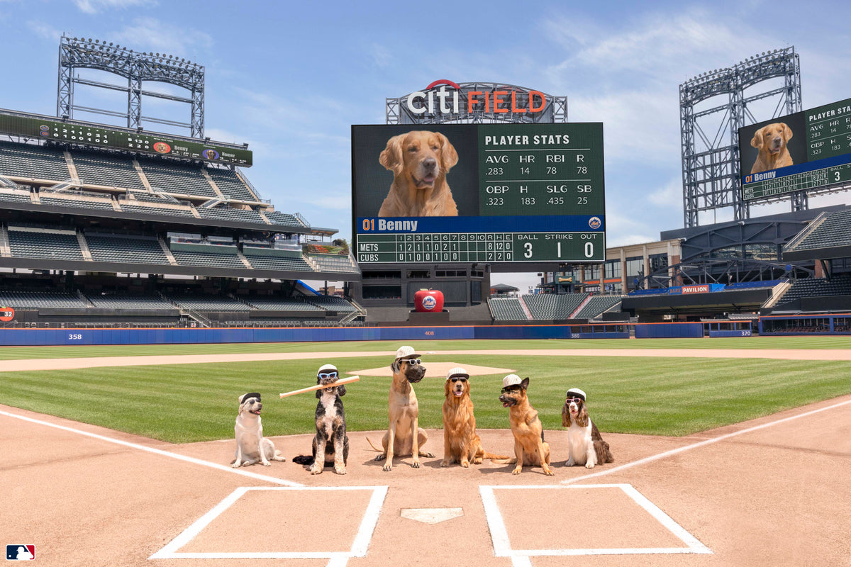 Let's Play Ball