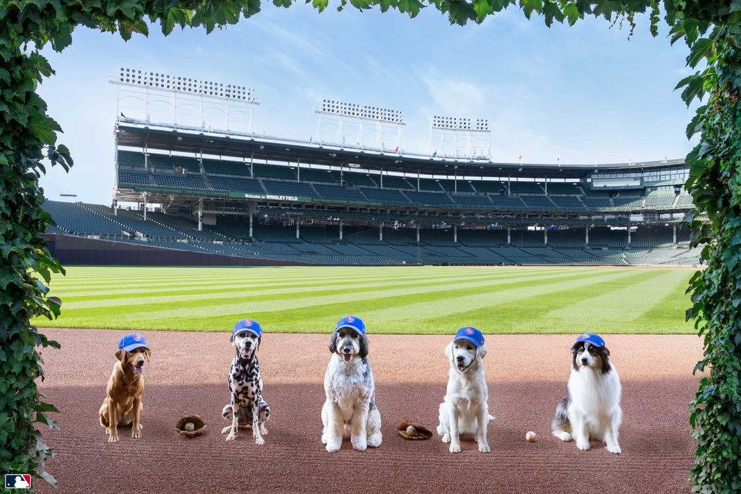 Let’s Play Ball, Wrigley Field, Chicago