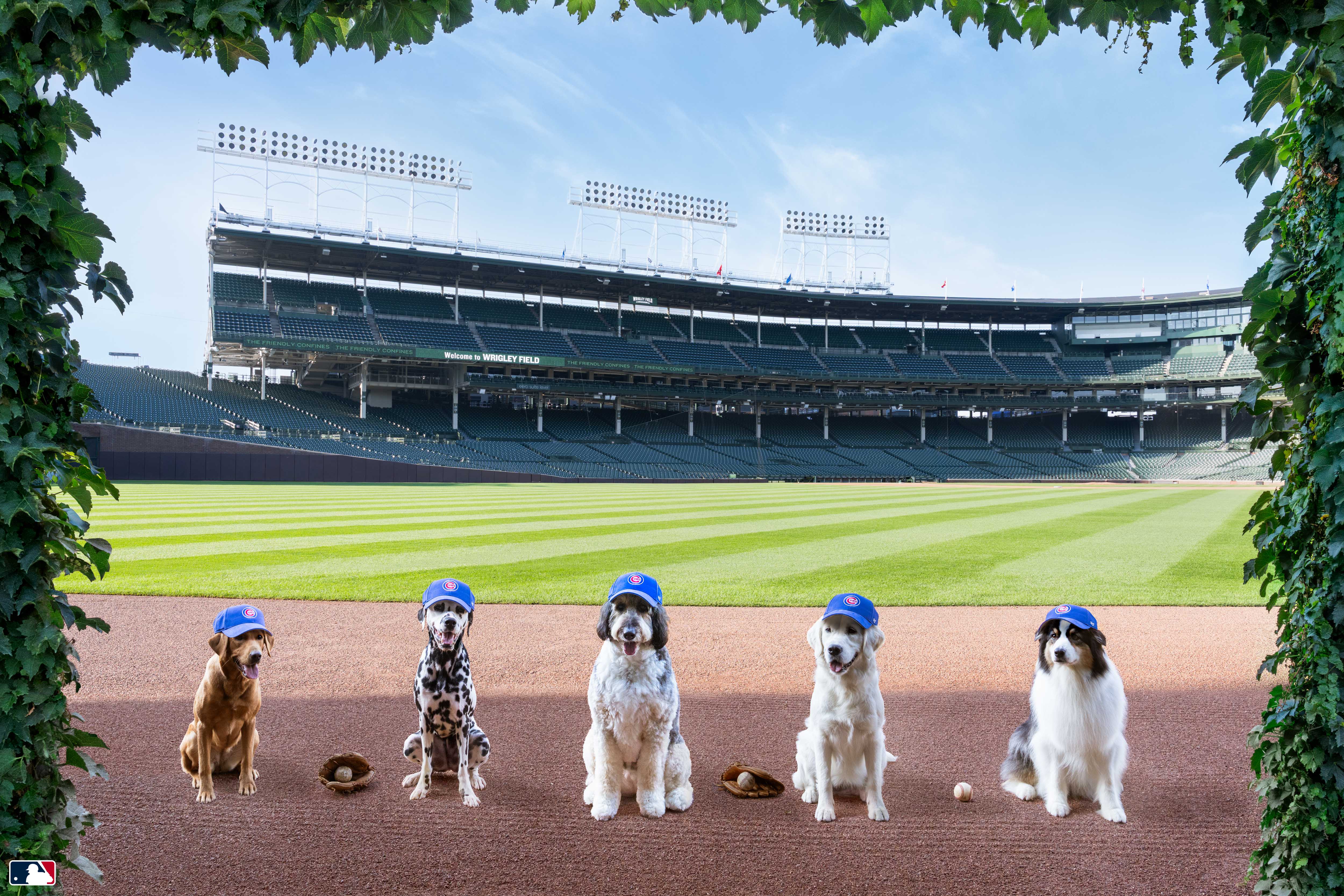 Let’s Play Ball, Wrigley Field, Chicago