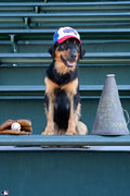 Loyal Fan, Wrigley Field, Chicago