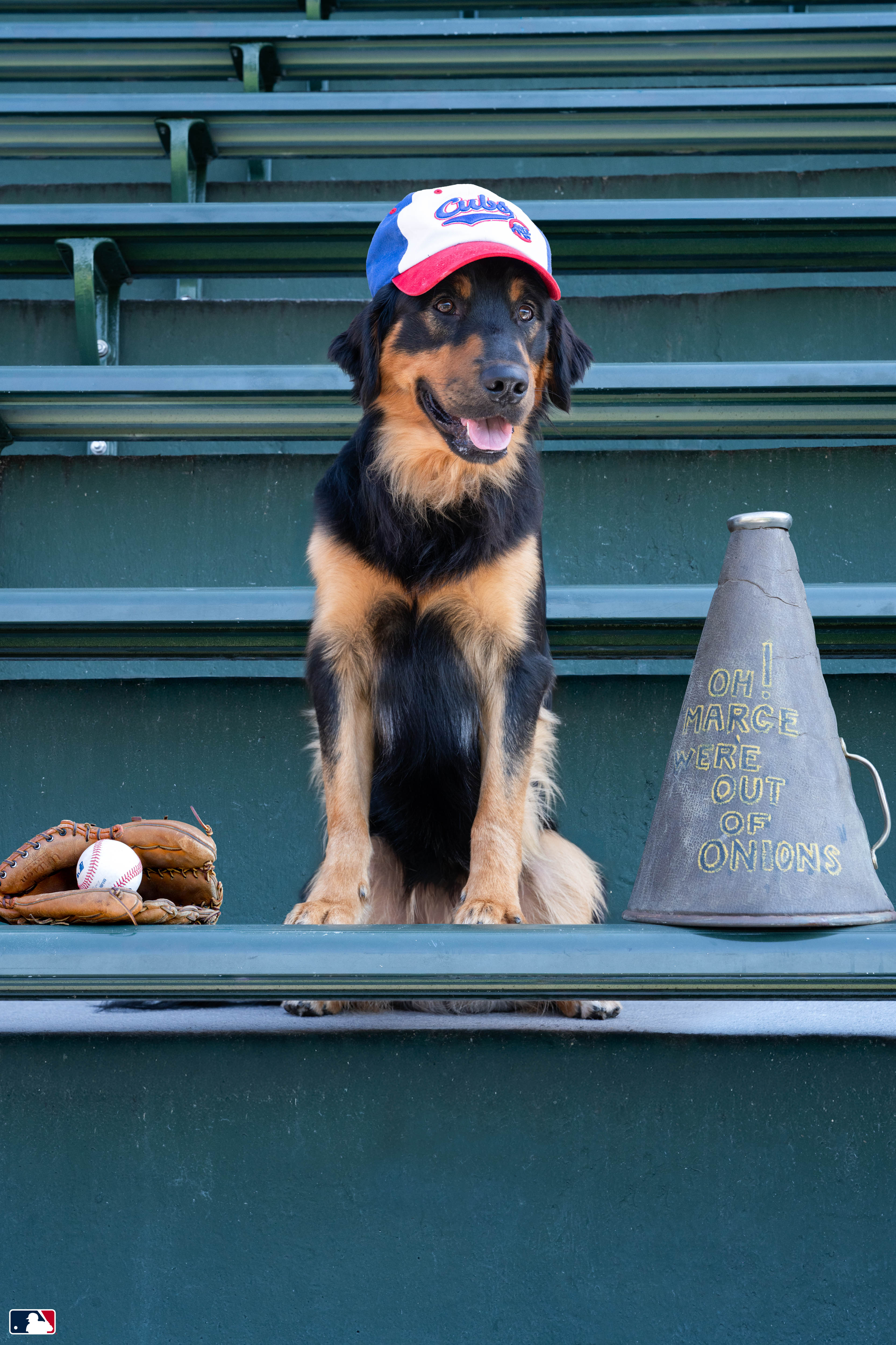 Loyal Fan, Wrigley Field, Chicago
