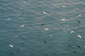 Ocean Birds Reflections, Puget Sound
