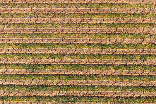 Autumnal Vineyards, Napa Valley