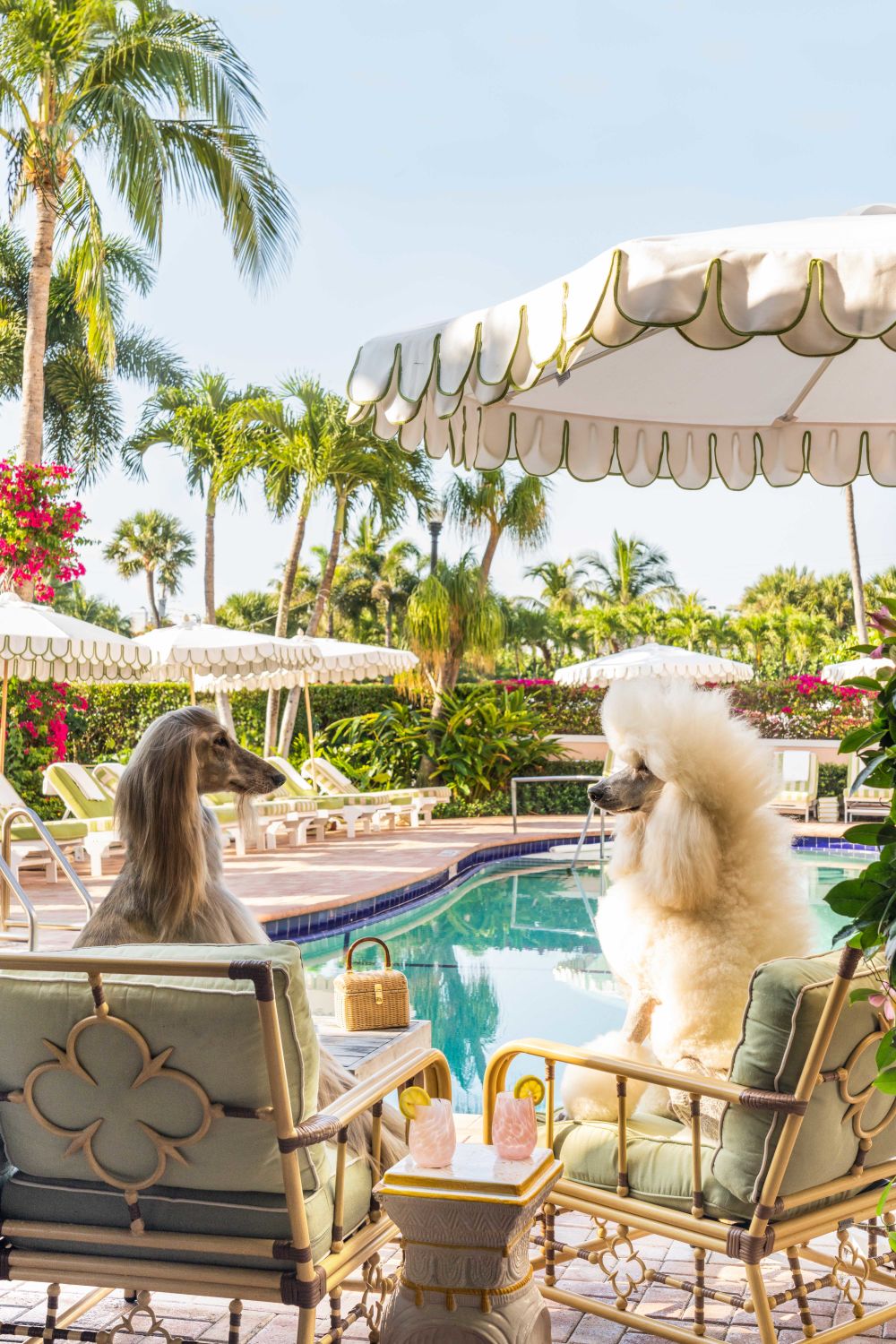 Poolside Sips, The Colony Hotel