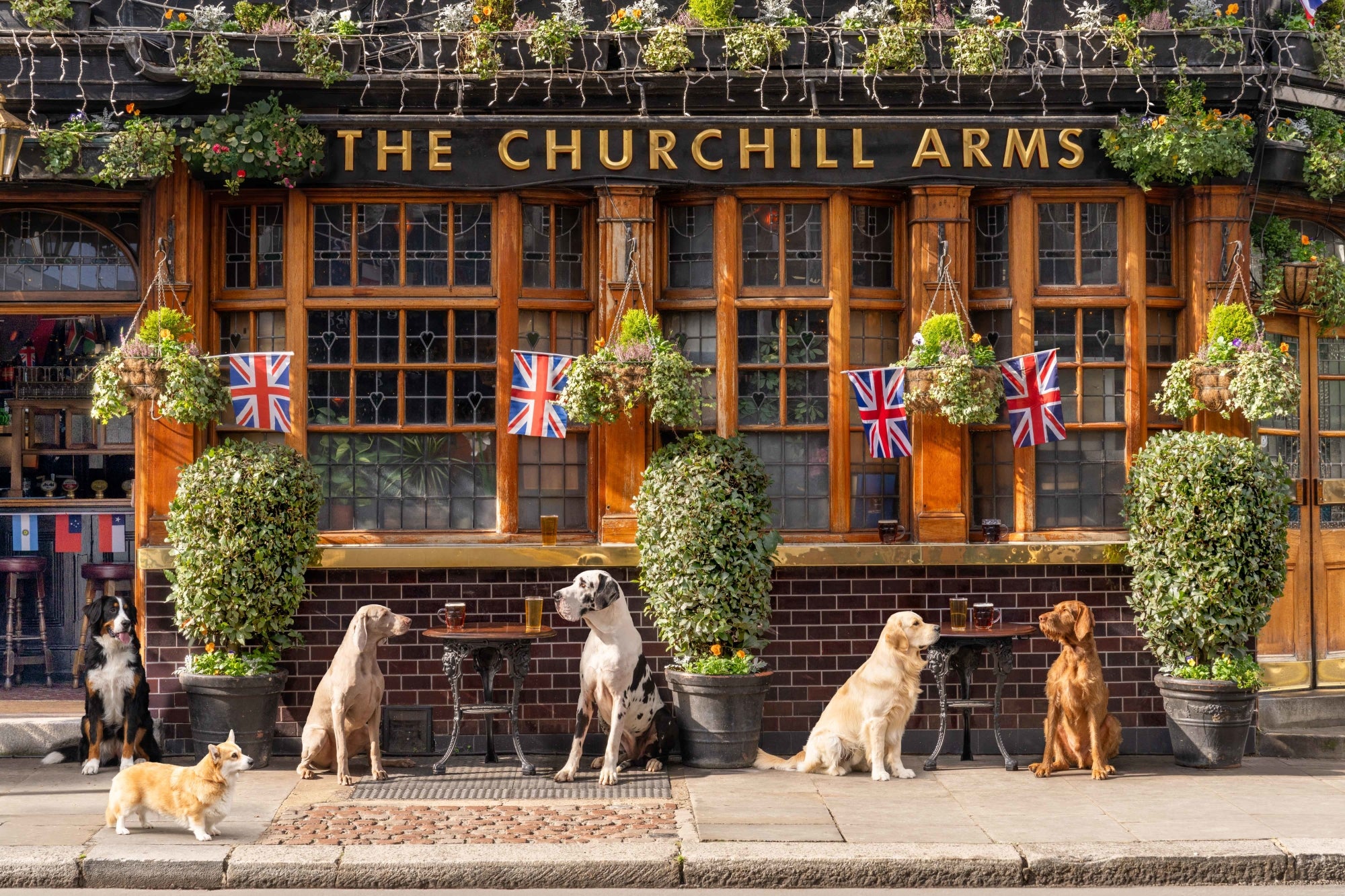 Pups at the Pub, The Churchill Arms, London