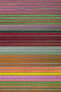 Rainbow Rows Vertical, Dutch Tulip Fields, Netherlands