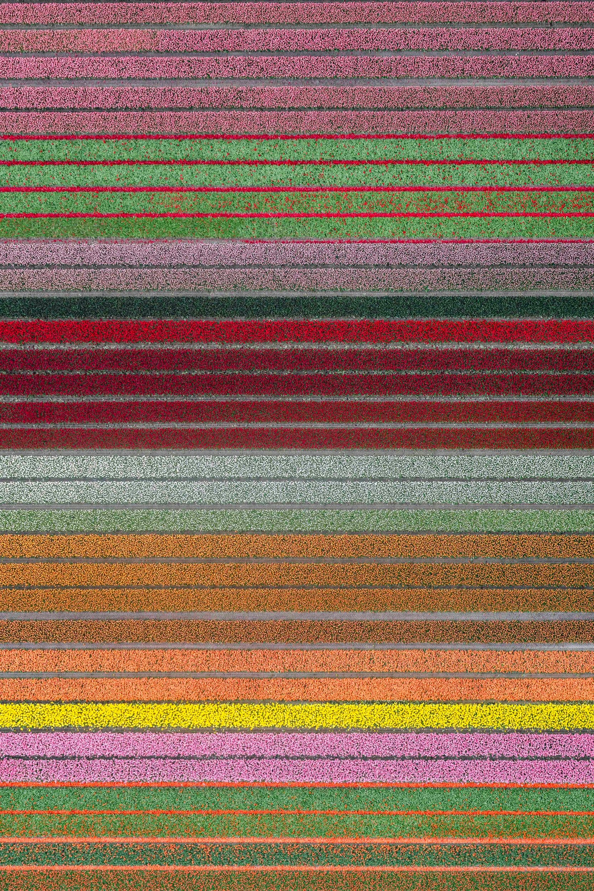 Rainbow Rows Vertical, Dutch Tulip Fields, Netherlands
