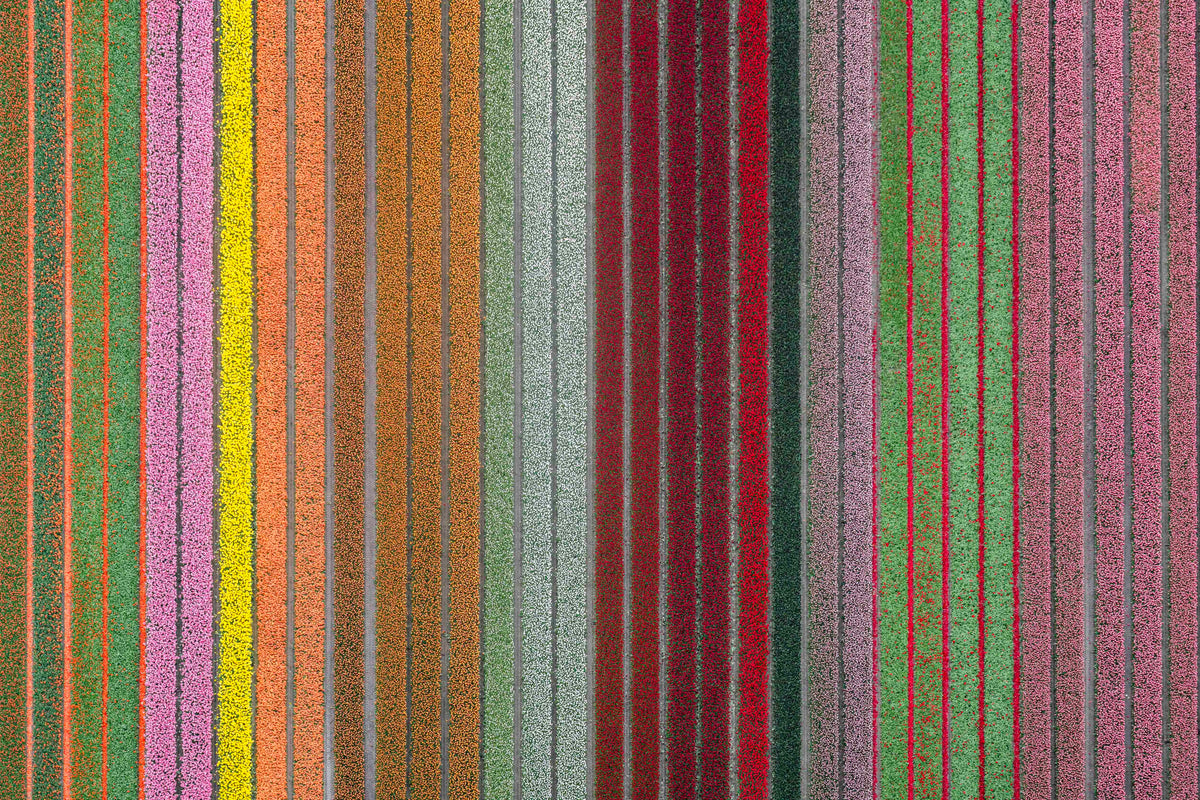 Rainbow Rows, Dutch Tulip Fields, Netherlands