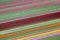 Rainbow Tulip Fields, Netherlands