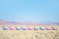 Rainbow Zebras Balloons