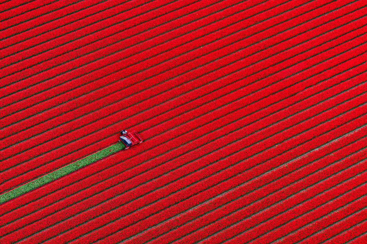 Red Tulip Harvest, Dutch Tulip Fields, Netherlands