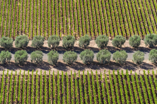 Product image for Olive Trees and Vineyards, Napa Valley