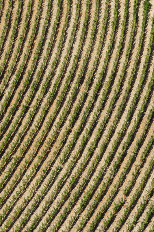 Rombauer Vineyard, Napa Valley