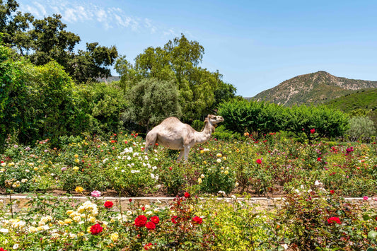 Rose Garden, San Ysidro Ranch