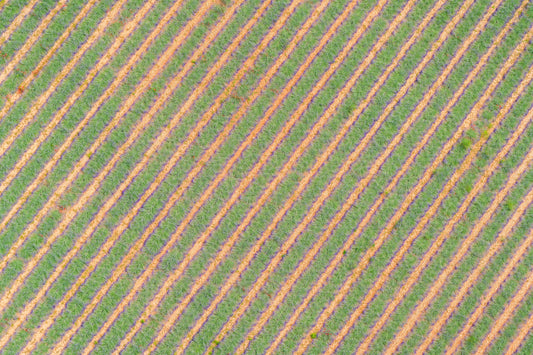 Rows of Lavender, Provence