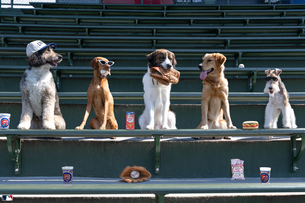 Seventh-Inning Snack, Wrigley Field, Chicago