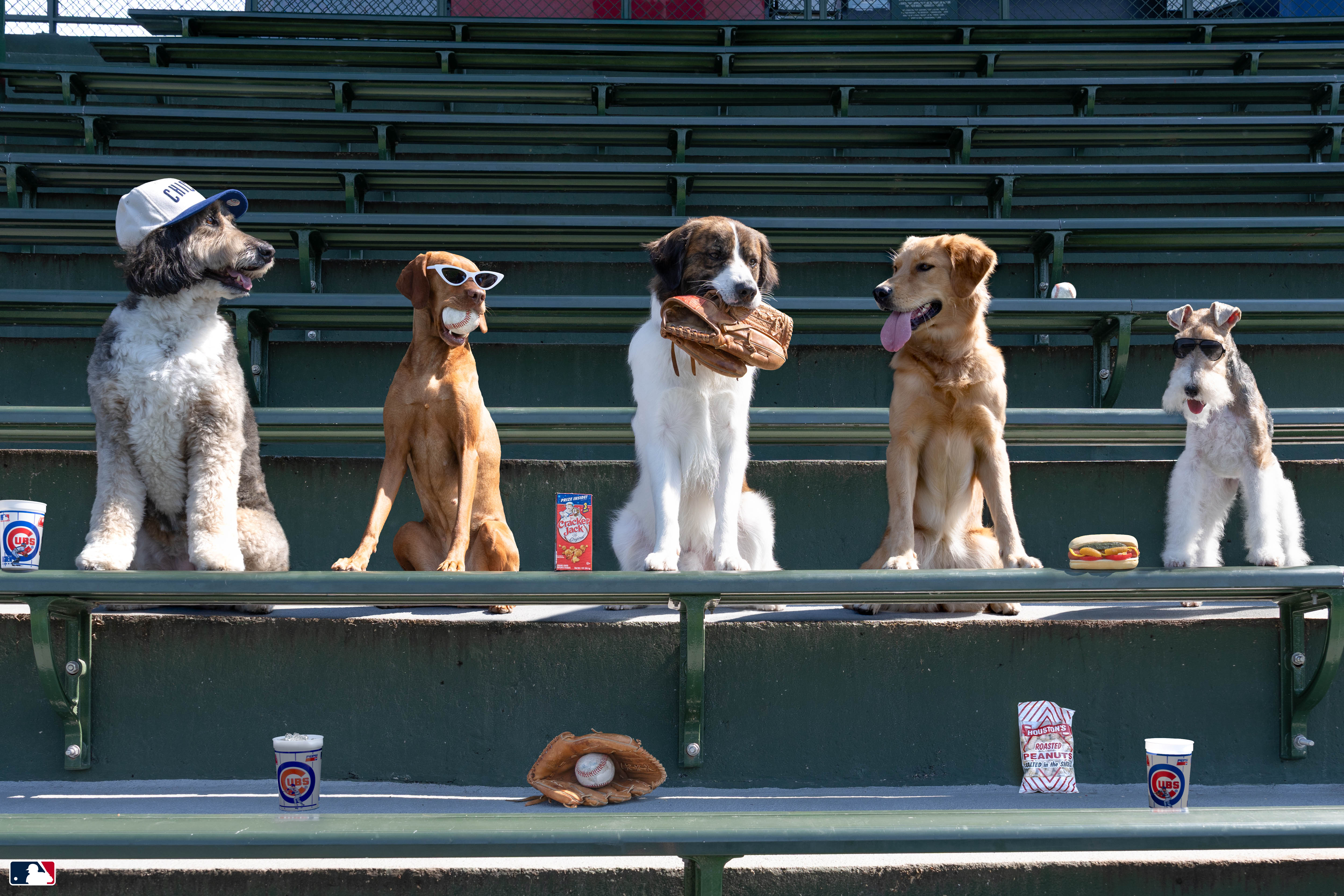 Seventh-Inning Snack, Wrigley Field, Chicago