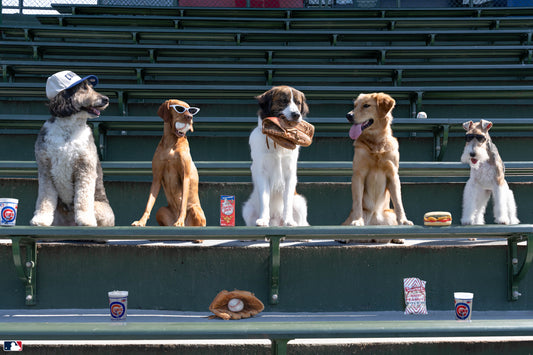 Seventh-Inning Snack, Wrigley Field, Chicago