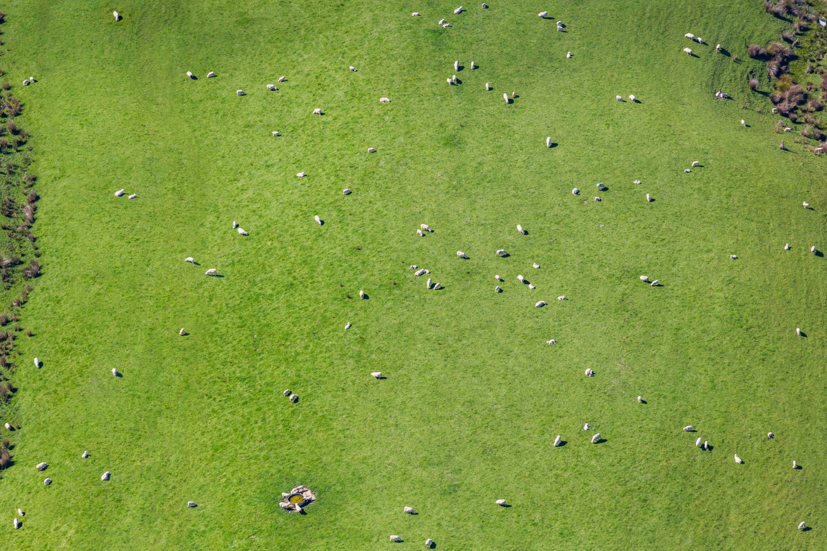 Sheep Pasture, Marlborough, New Zealand