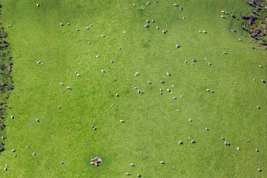 Sheep Pasture, Marlborough, New Zealand