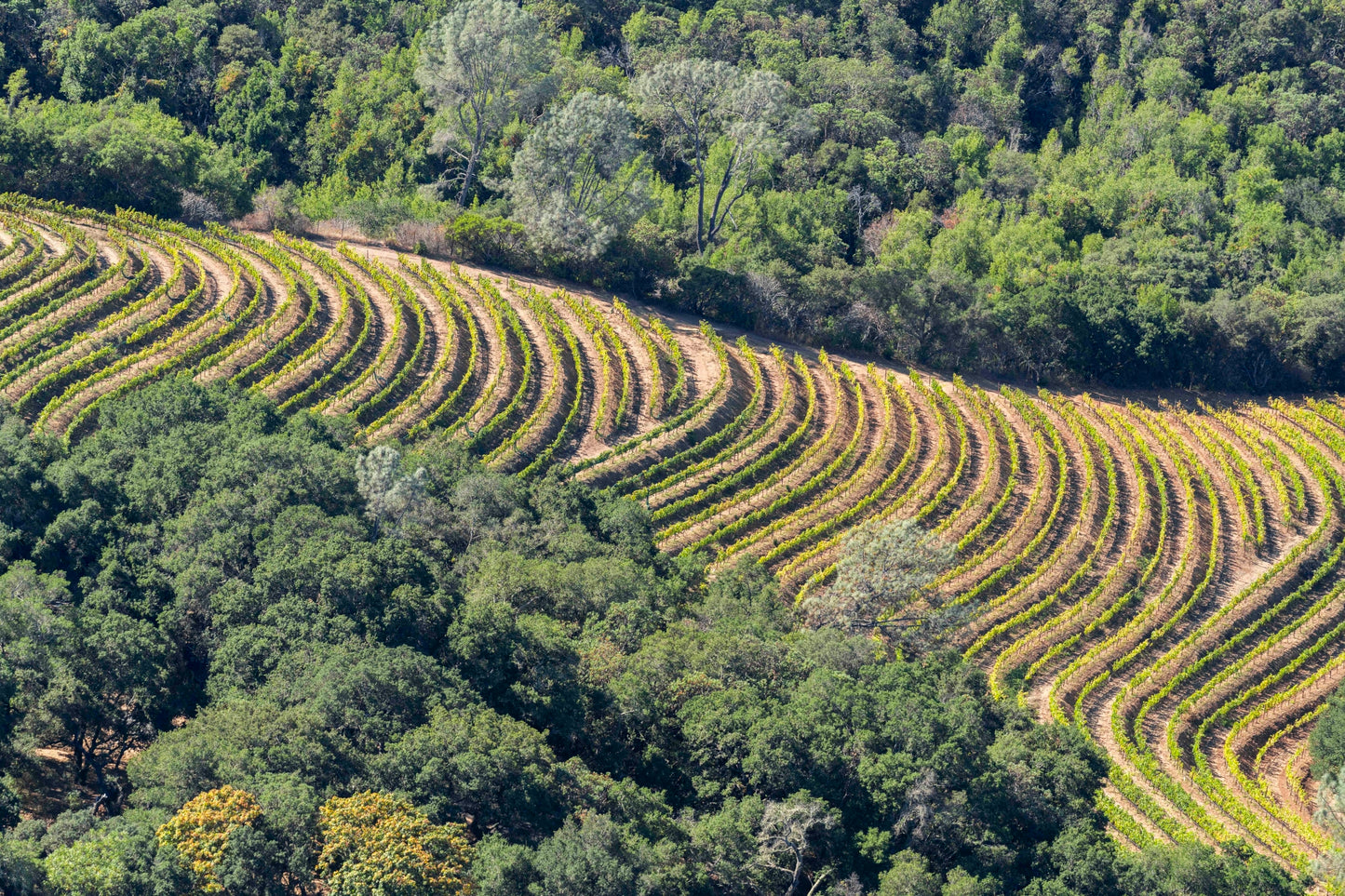 Sloping Vineyard, Napa Valley