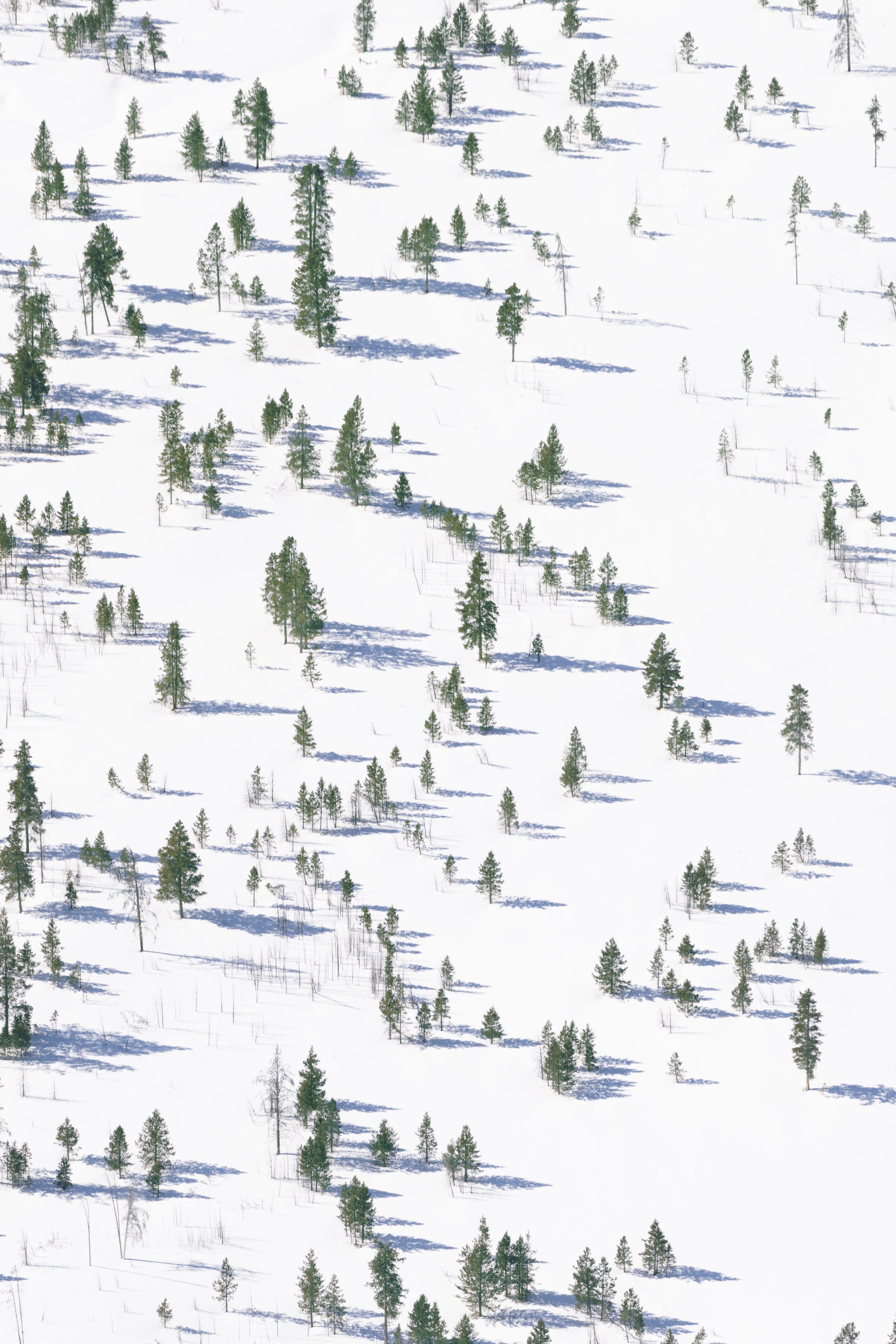 Snowy Landscape Vertical, Yellowstone National Park