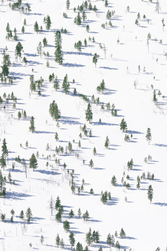 Product image for Snowy Landscape Vertical, Yellowstone National Park