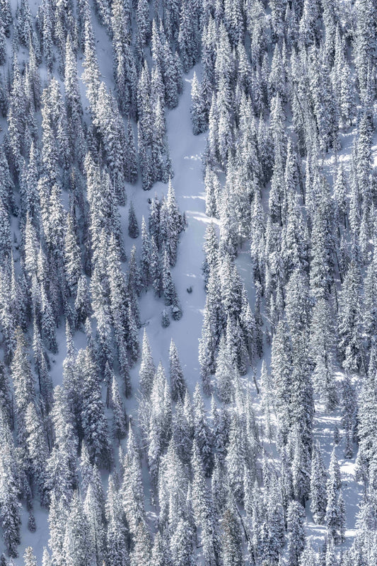 Snowy Trees, Yellowstone National Park Triptych