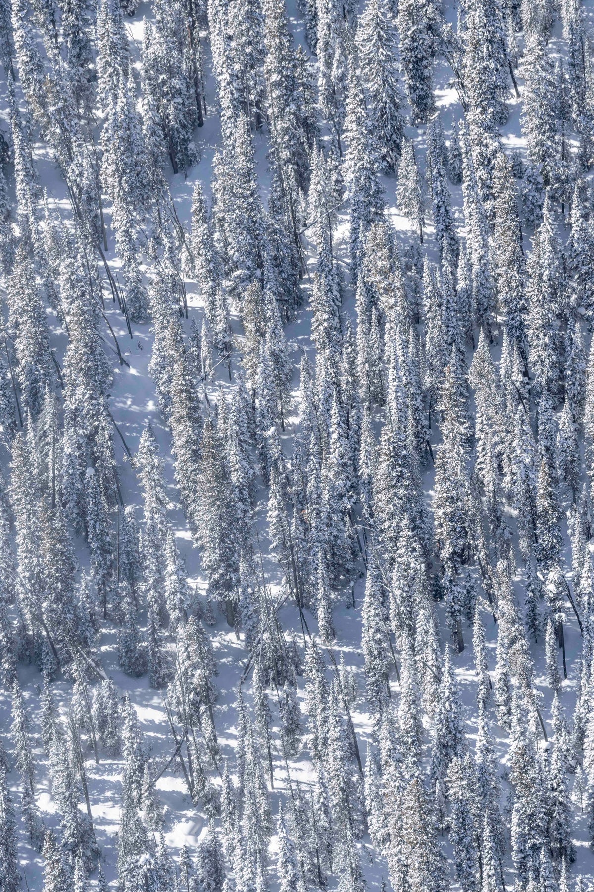 Snowy Trees, Yellowstone National Park Triptych