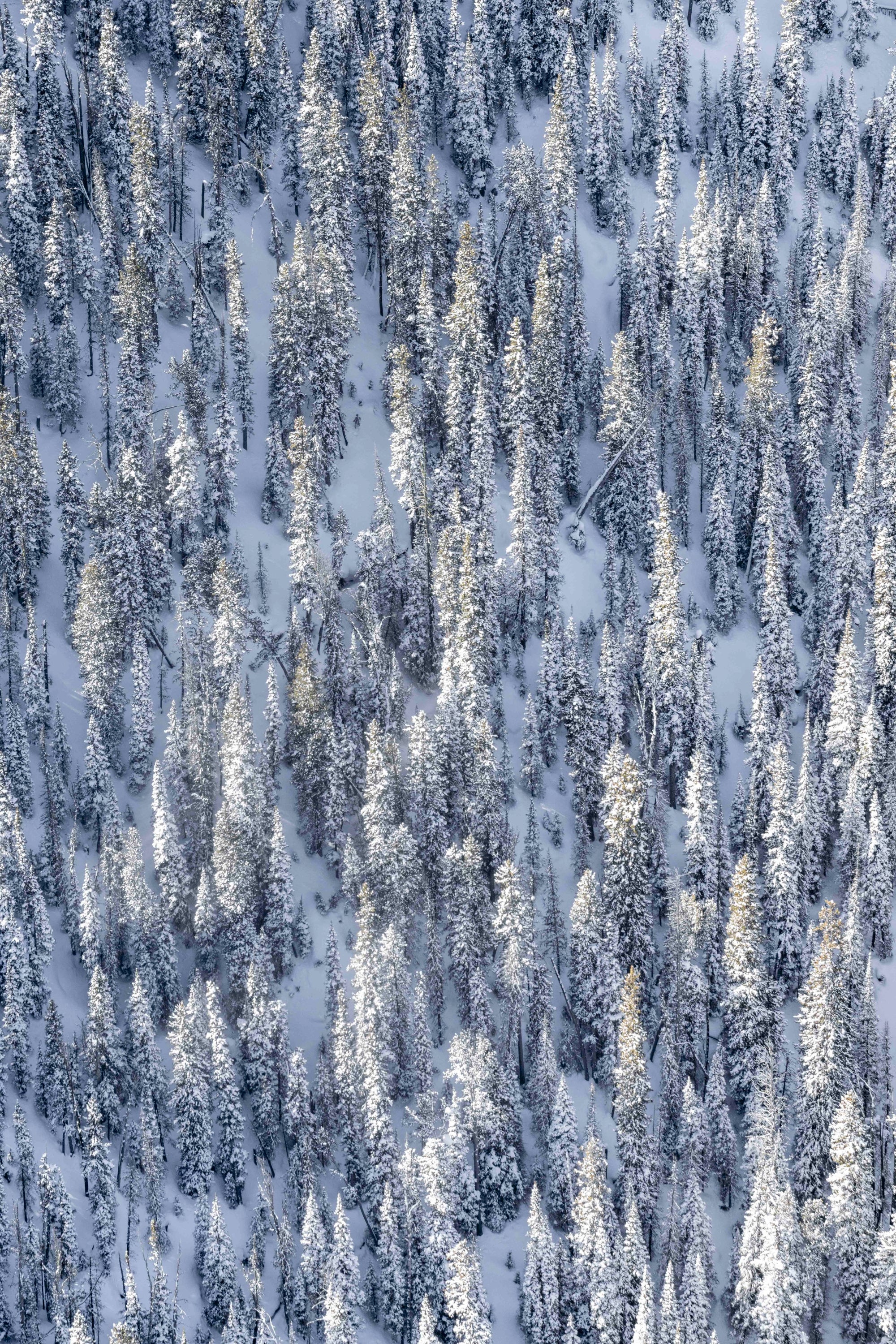 Snowy Trees, Yellowstone National Park Triptych