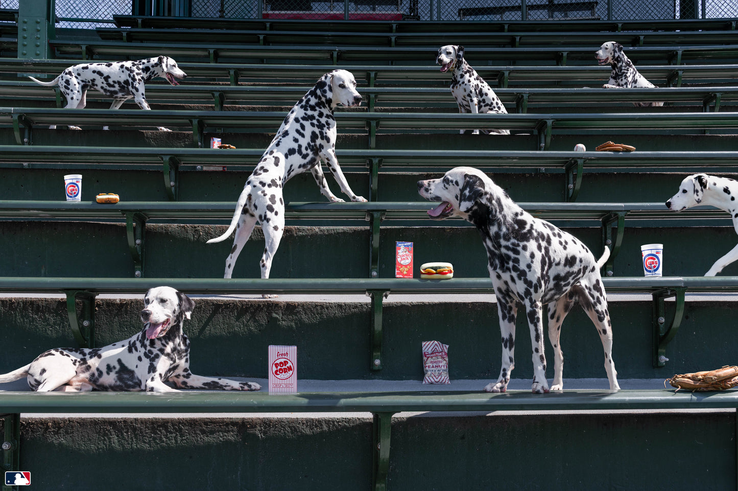 Spotted in the Bleachers, Wrigley Field Chicago