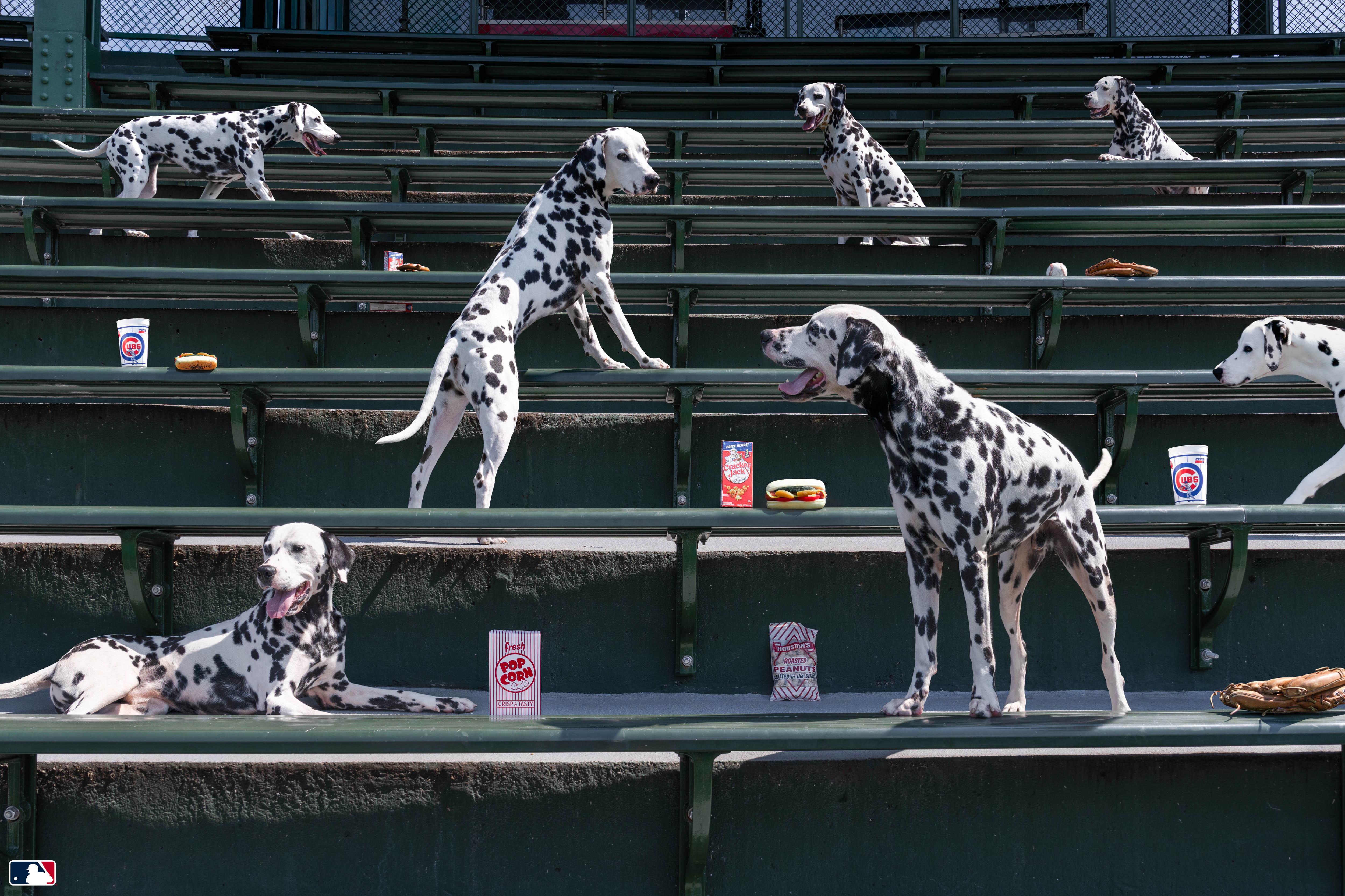 Spotted in the Bleachers, Wrigley Field Chicago