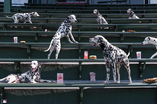 Spotted in the Bleachers, Wrigley Field Chicago
