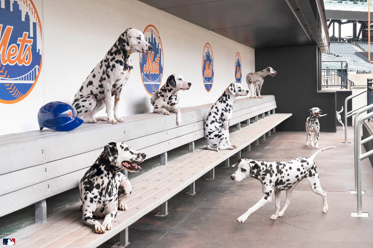 Spotted in the Dugout