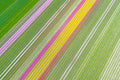Spring Blooms, Dutch Tulip Fields, Netherlands