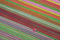 Spring Harvest, Dutch Tulip Fields, Netherlands