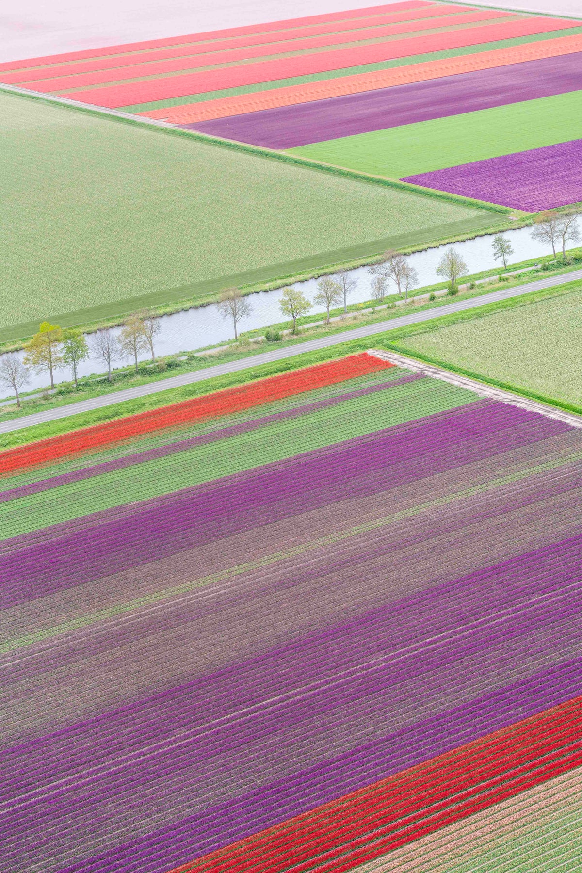 Spring Reflections Vertical, Dutch Tulip Fields, Netherlands